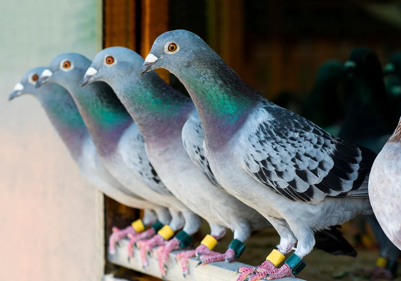 Bird Droppings (Guano) Cleaning: Why It's a Legal Health Hazard