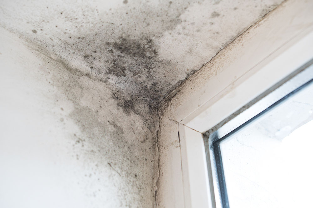 Mould Cleaning 1